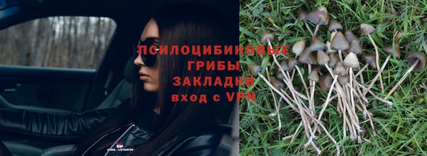 ГАЛЛЮЦИНОГЕННЫЕ ГРИБЫ Кодинск